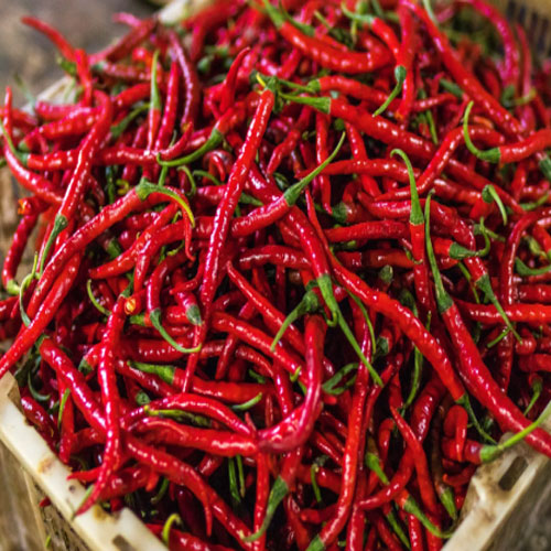 Red Chilli